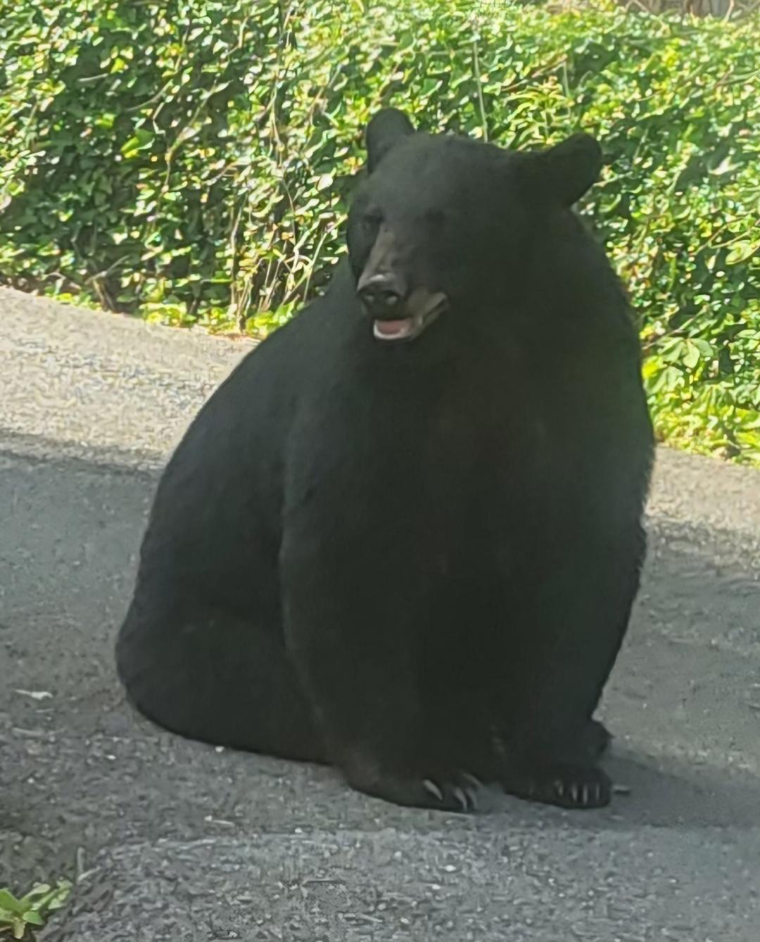 Black bears at Mountain Shadows in Gatlinburg