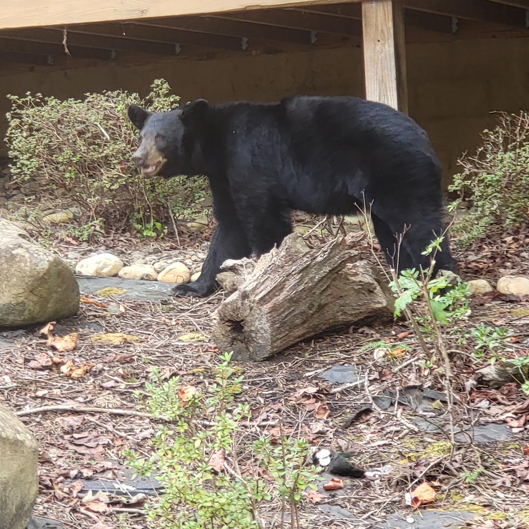 Experience the Black Bears in the Smokies